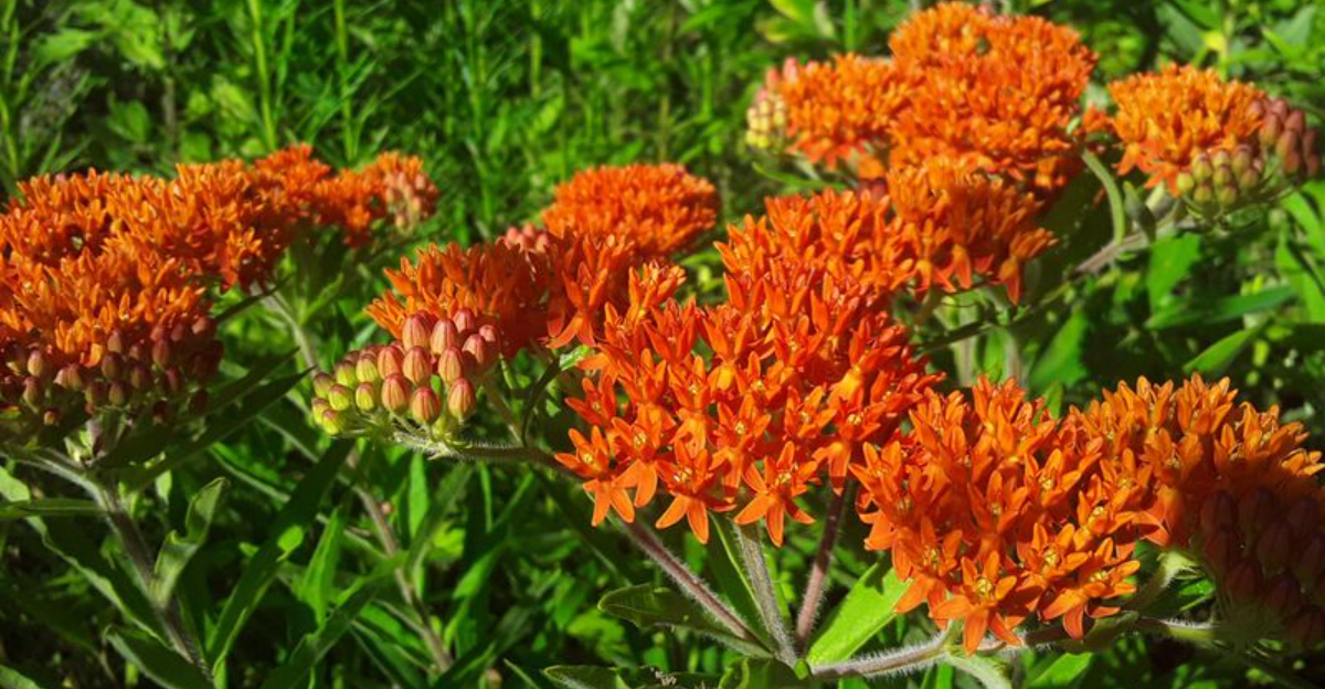 plants (featured image)