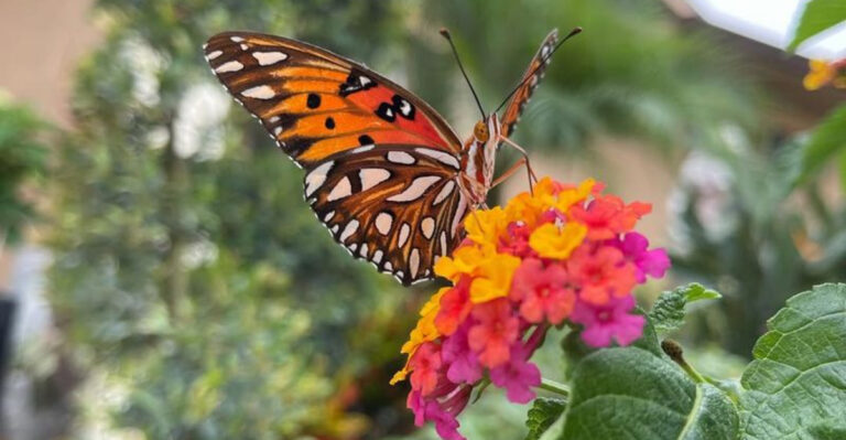 butterfly on lantana