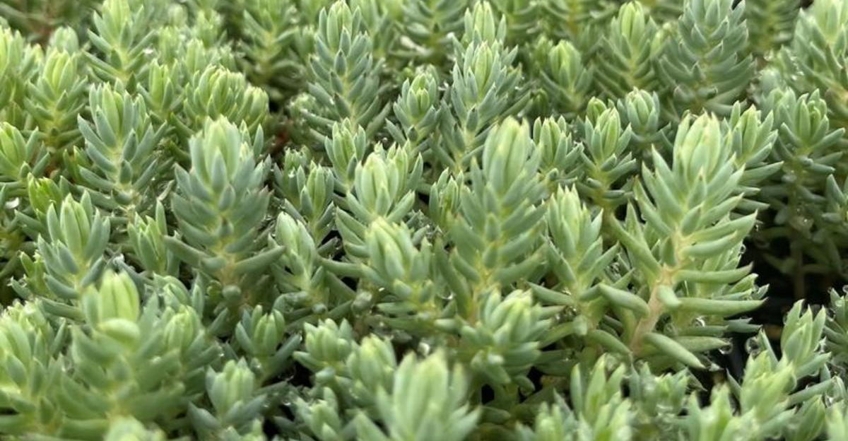 plants (featured image)