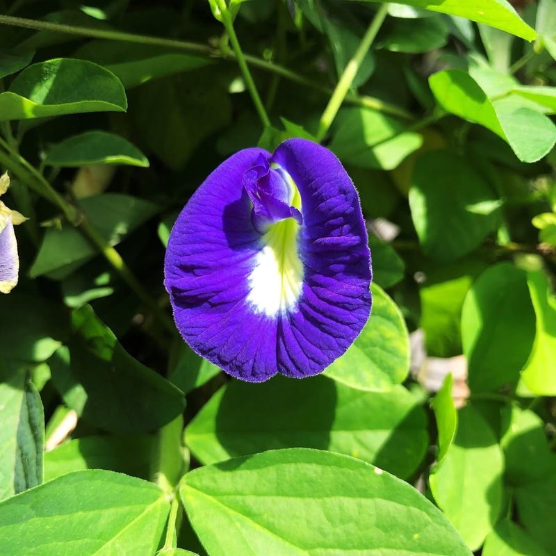 Blue Pea Flower (Clitoria Ternatea)