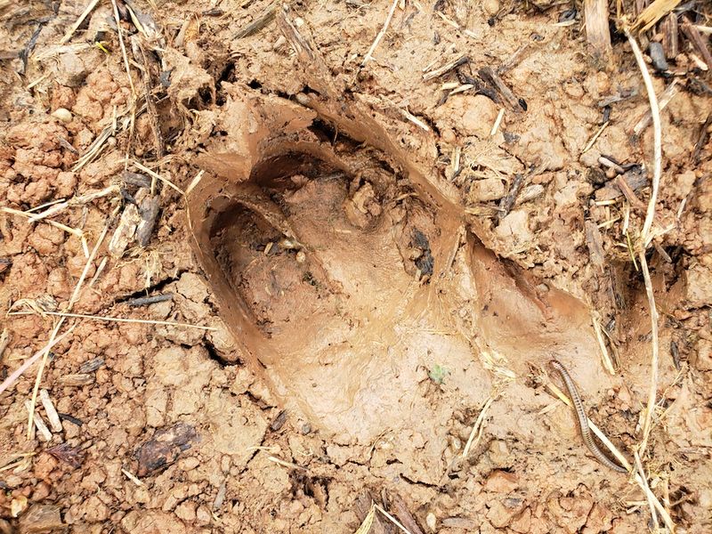 Large Hoof Prints In Soft Ground