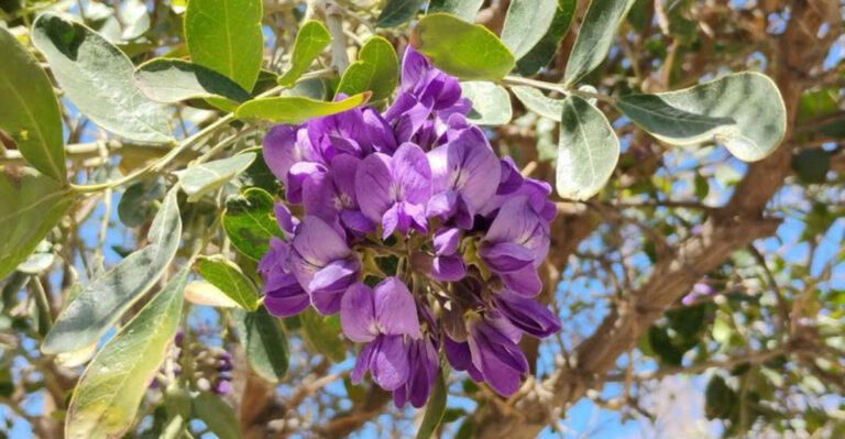 mexican buckeye tree branch