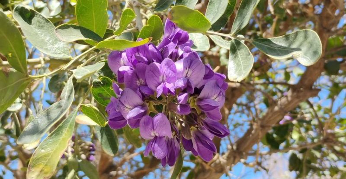 mexican buckeye tree branch