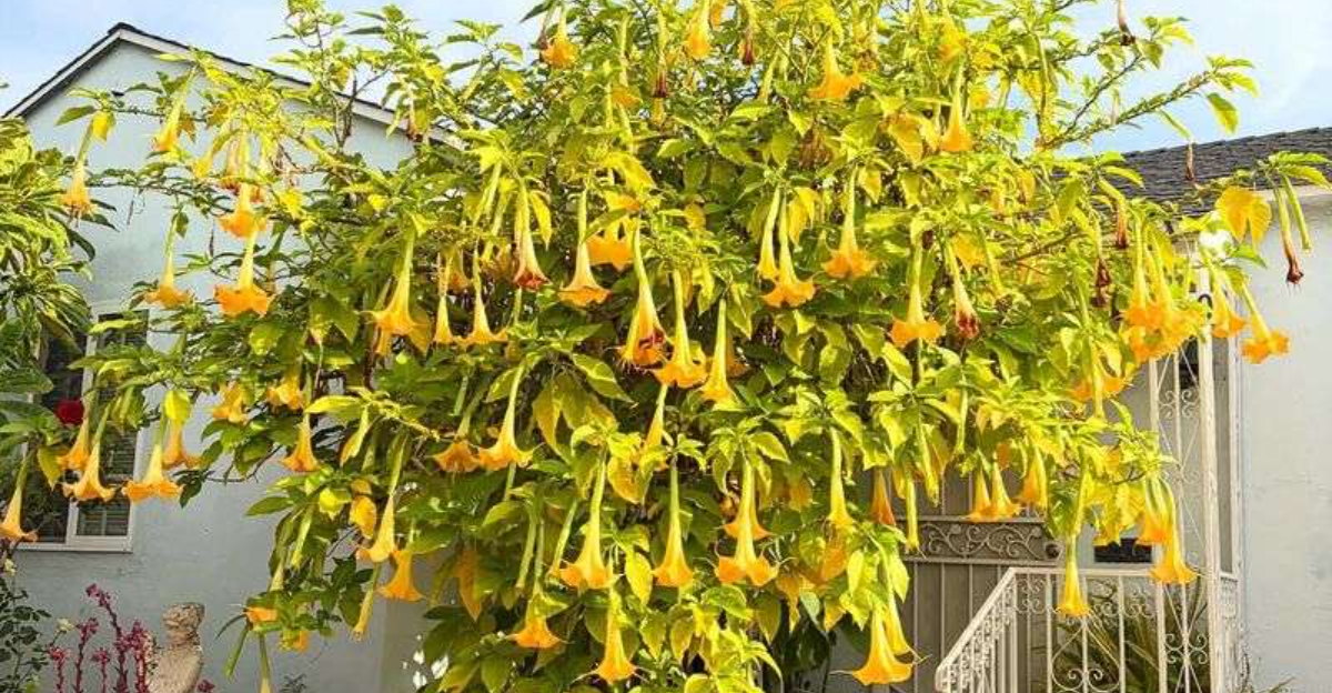 toxic tree with flowers