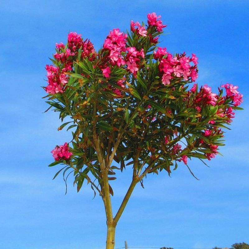 Oleander Tree Form (Nerium Oleander)