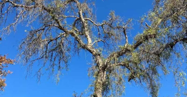 california pepper tree