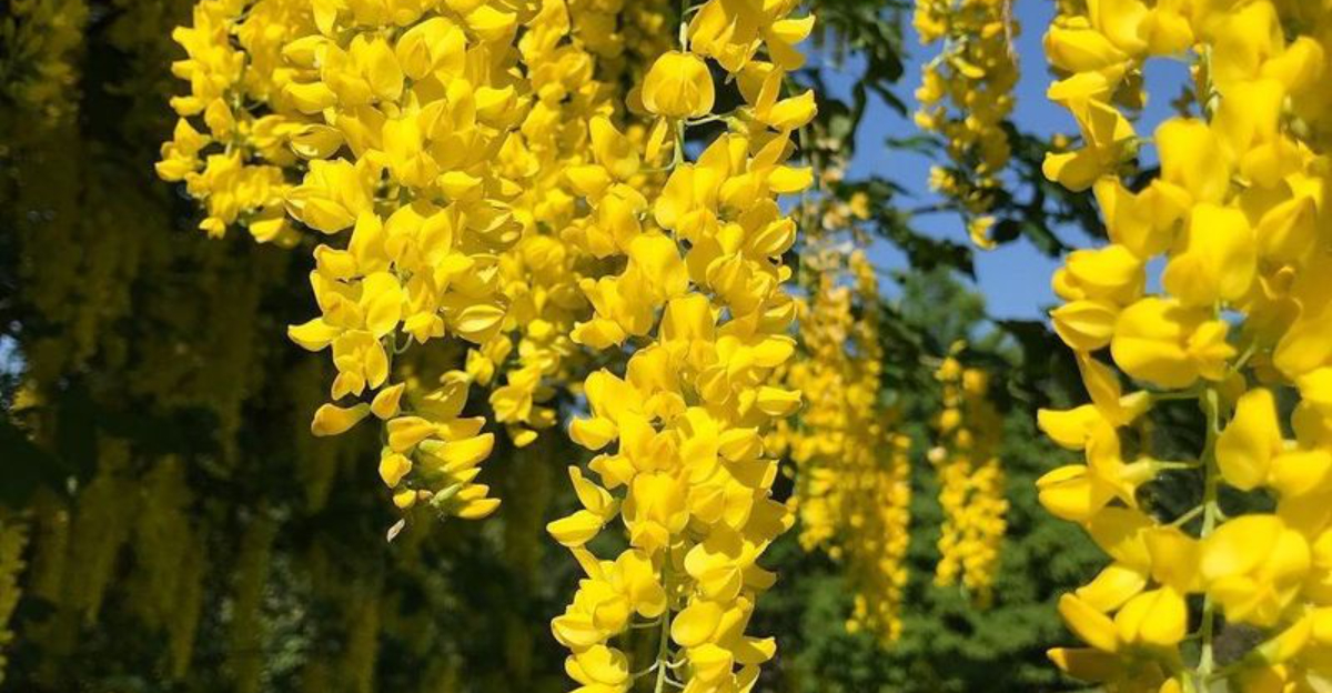 Toxic Trees You Shouldn’t Plant In Your Yard If You Live In Texas