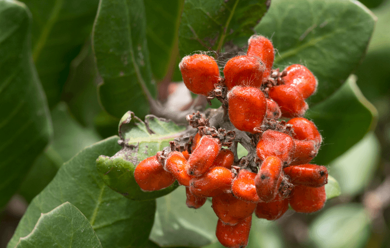 Lemonade Berry (Rhus Integrifolia)
