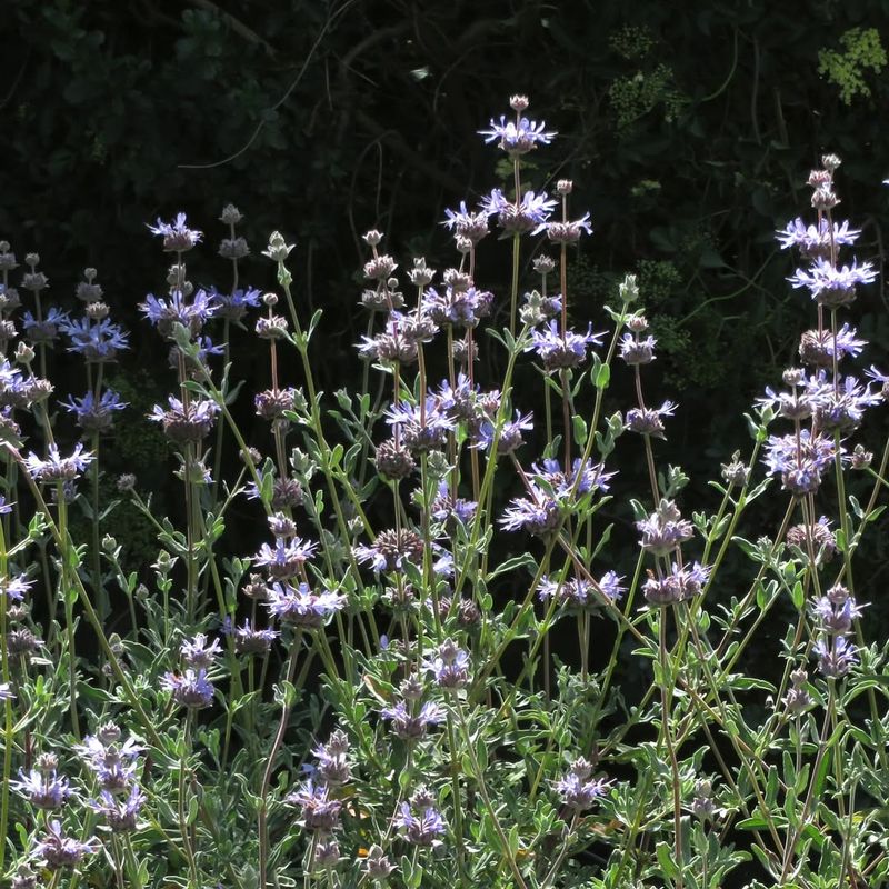 Salvia clevelandii (Cleveland Sage)