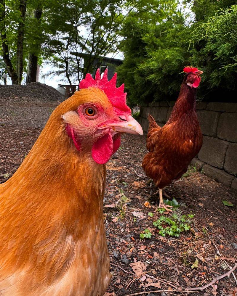 Missing Small Pets Or Livestock