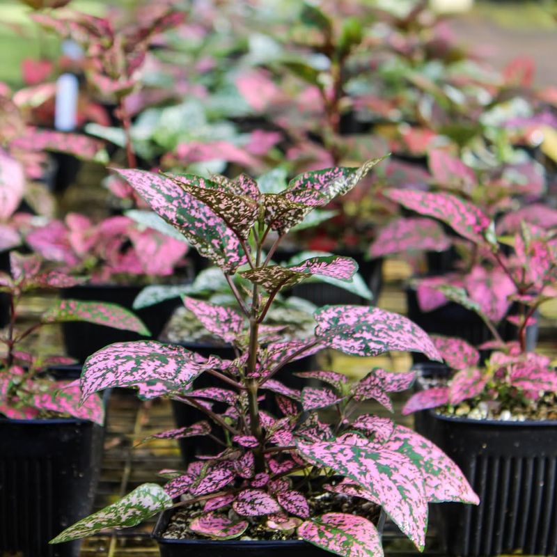 Hypoestes Phyllostachya Pink Splash