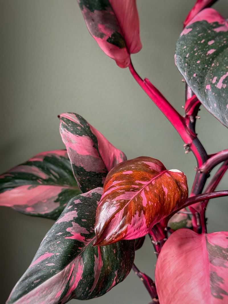 Pink Princess Philodendron