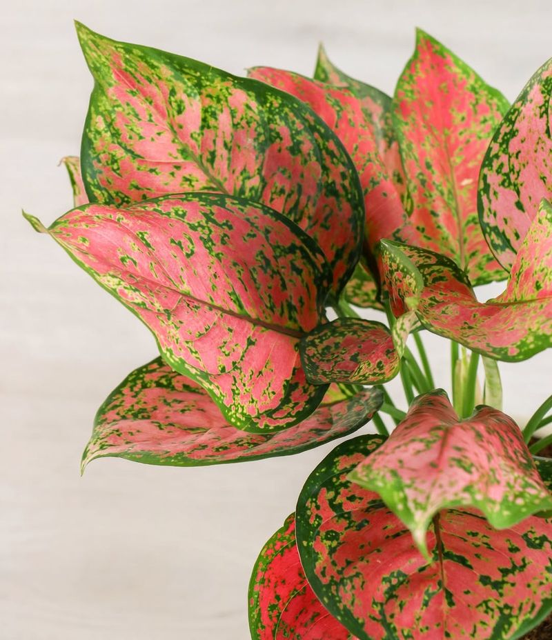 Pink Aglaonema