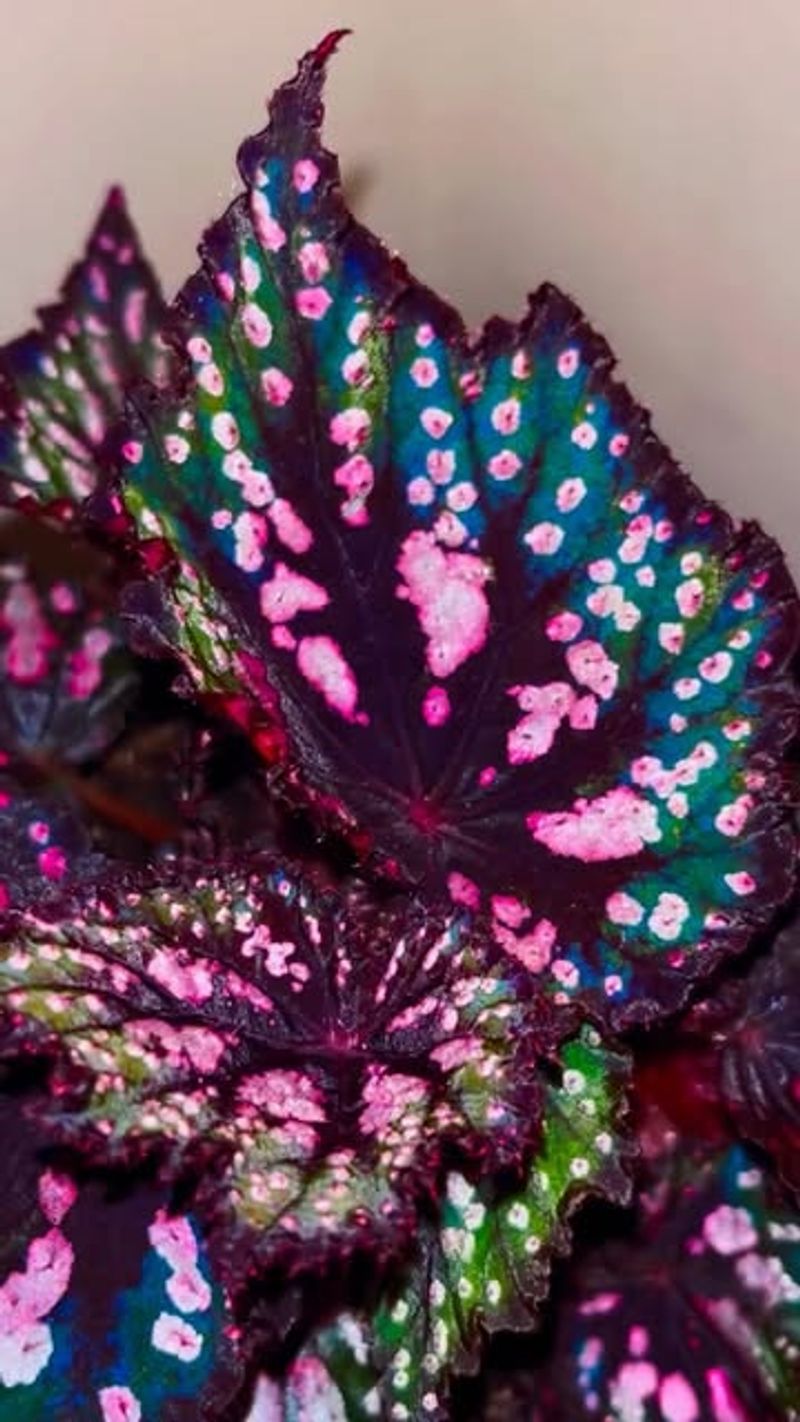 Begonia Cane Cuttings With Pink Tones