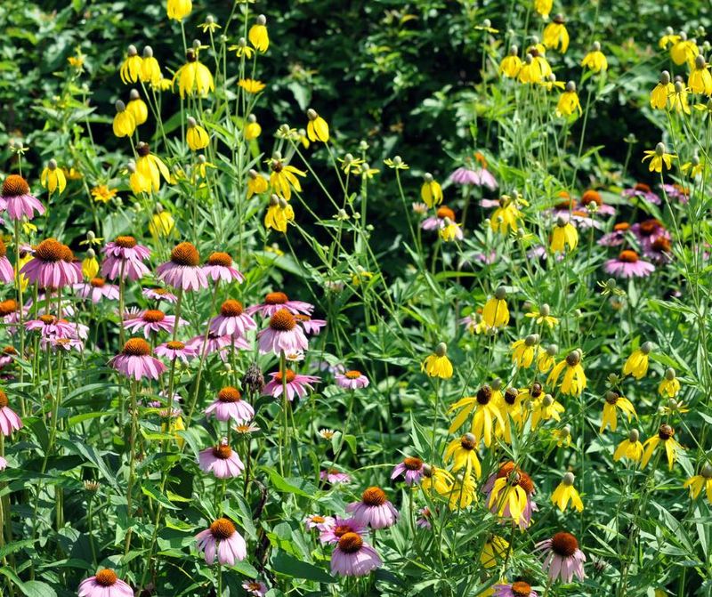 Pollinator-Friendly Gardens