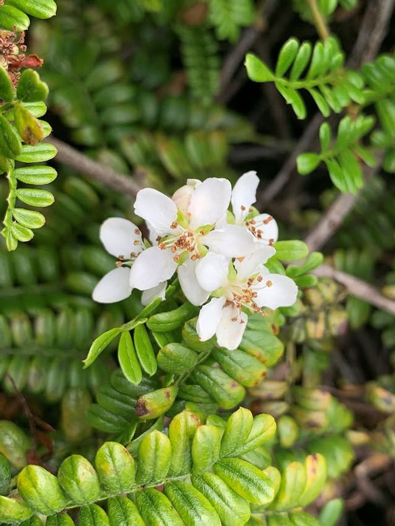Native Hawaiian Plants and Sacred Gardens
