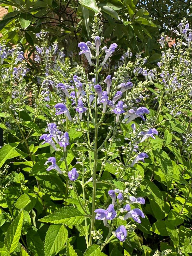 Rare Species Conservation Receives Support