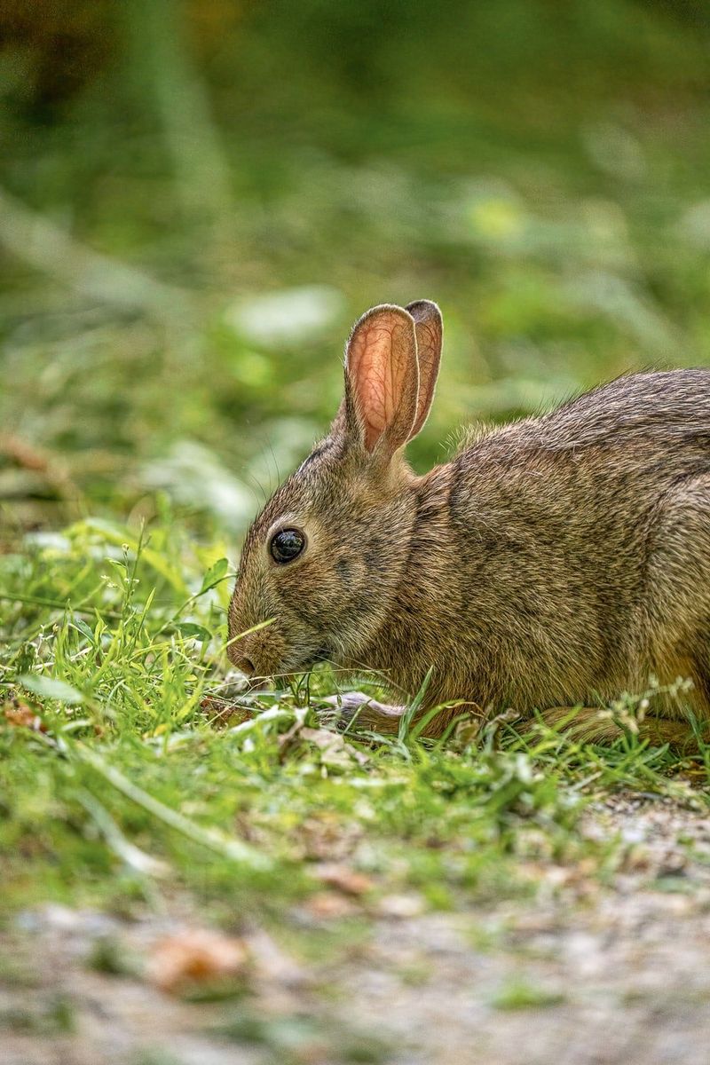 Plants Clipped At Ground Level