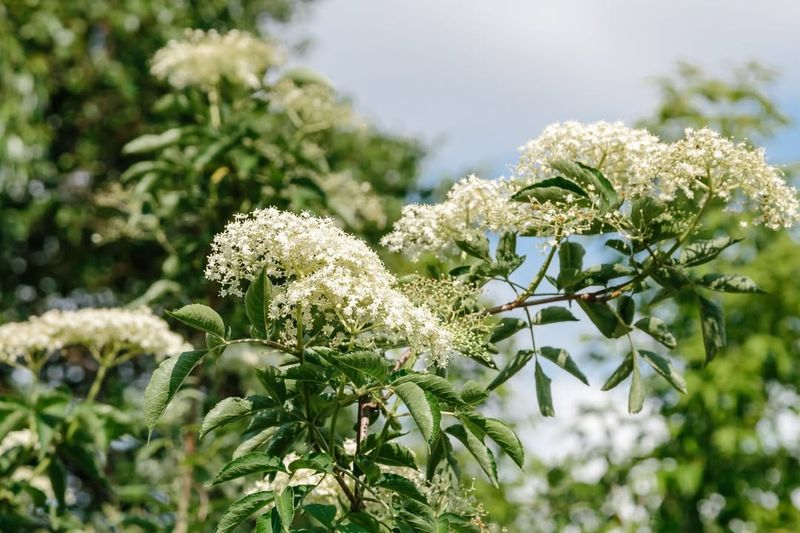 Caring For Newly Established Elderberry Plants Through Their First Year