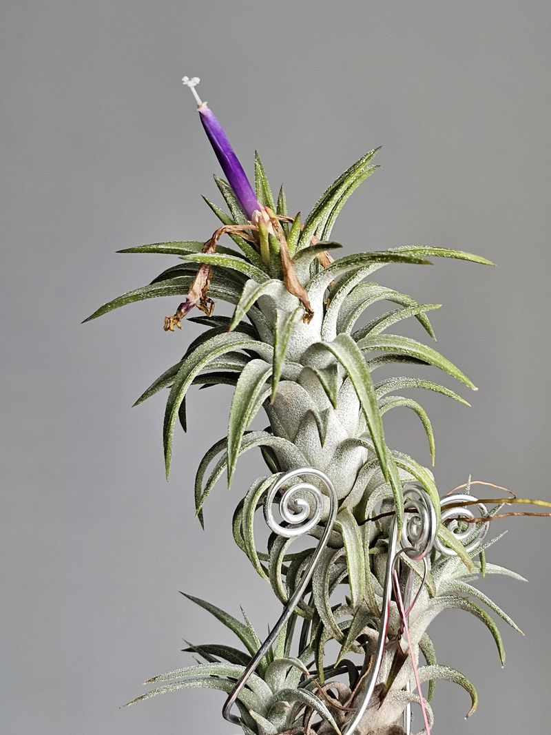 Delayed Or Failed Flowering