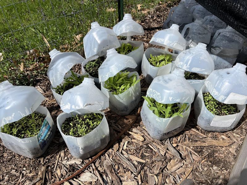 Monitor Containers Throughout Winter For Any Necessary Adjustments