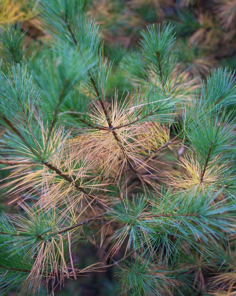 Natural Needle Shedding Cycle Intensified By Stress