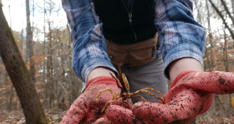 Habitat Loss Has Significantly Reduced Native Populations