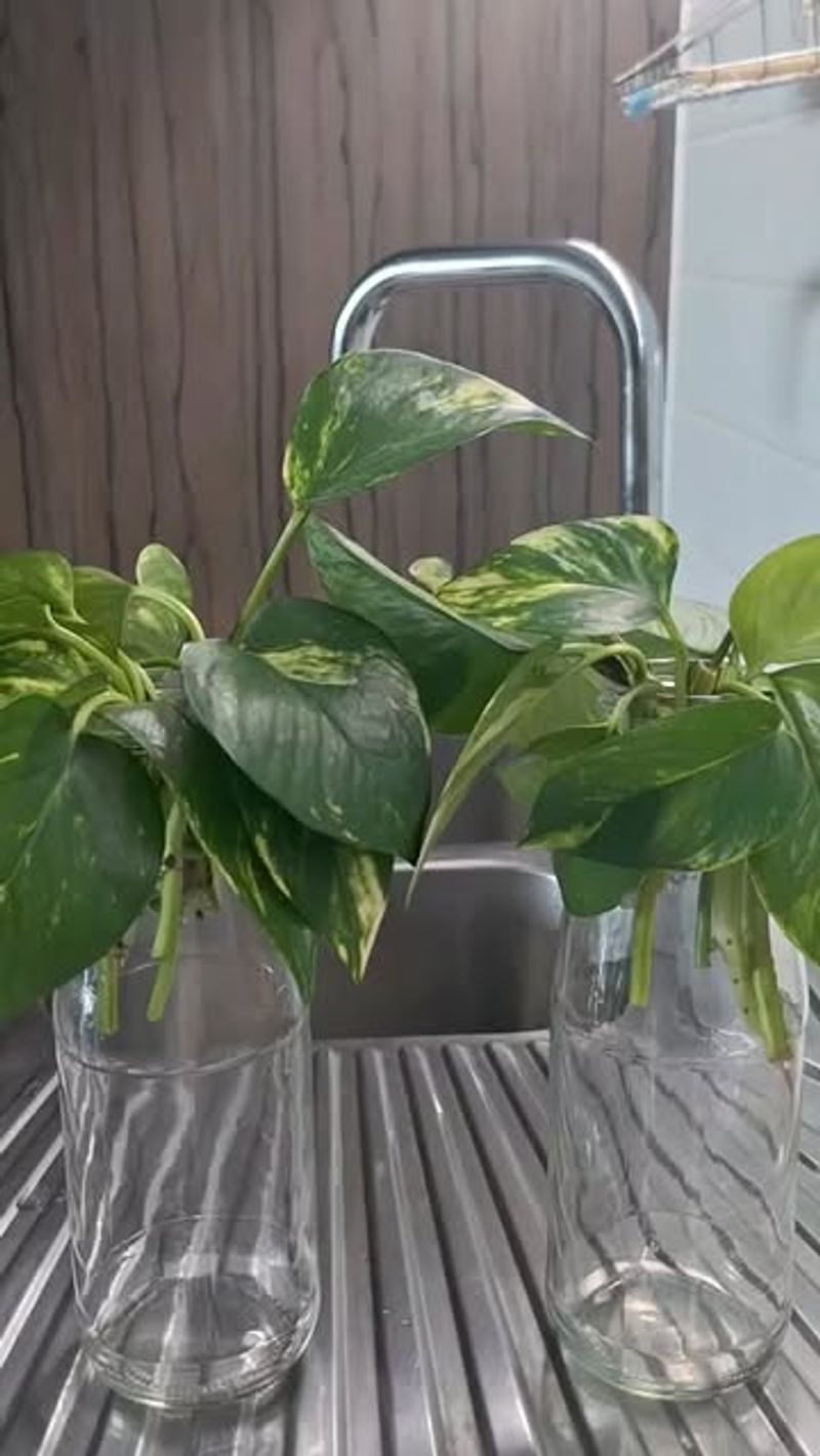 Low Light Levels That Reduce Water Use