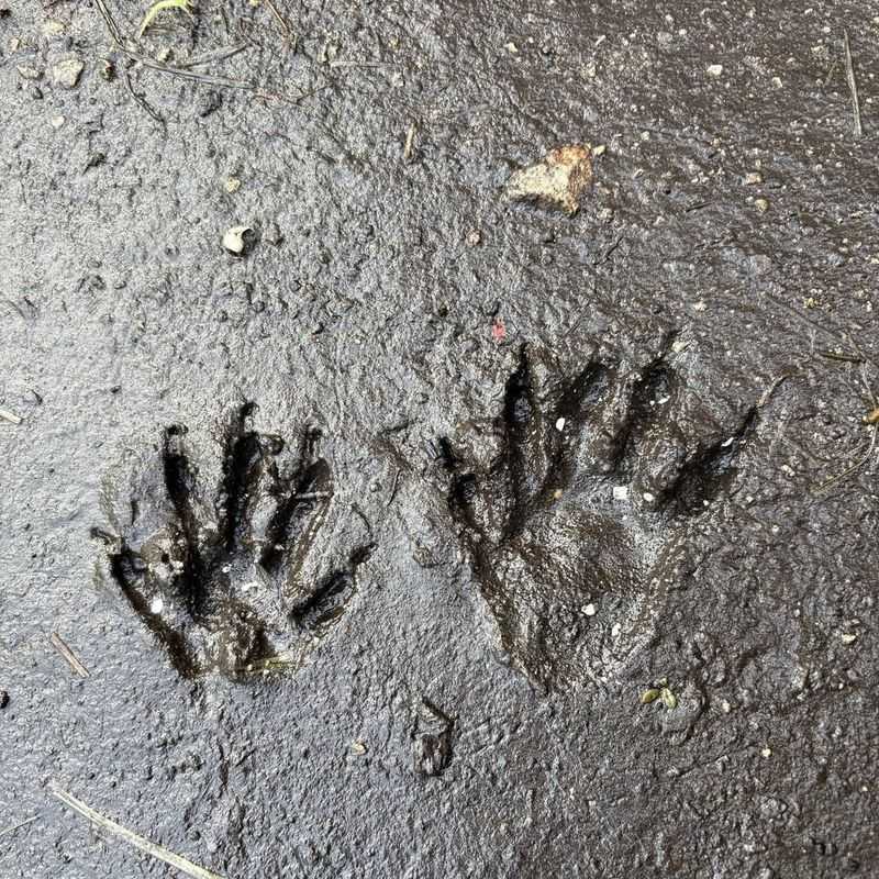 Paw Prints In Mud Or Snow