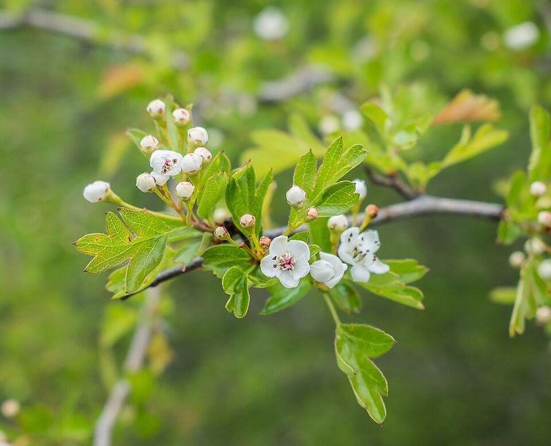 English Hawthorn