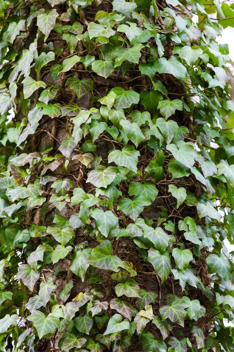 English Ivy