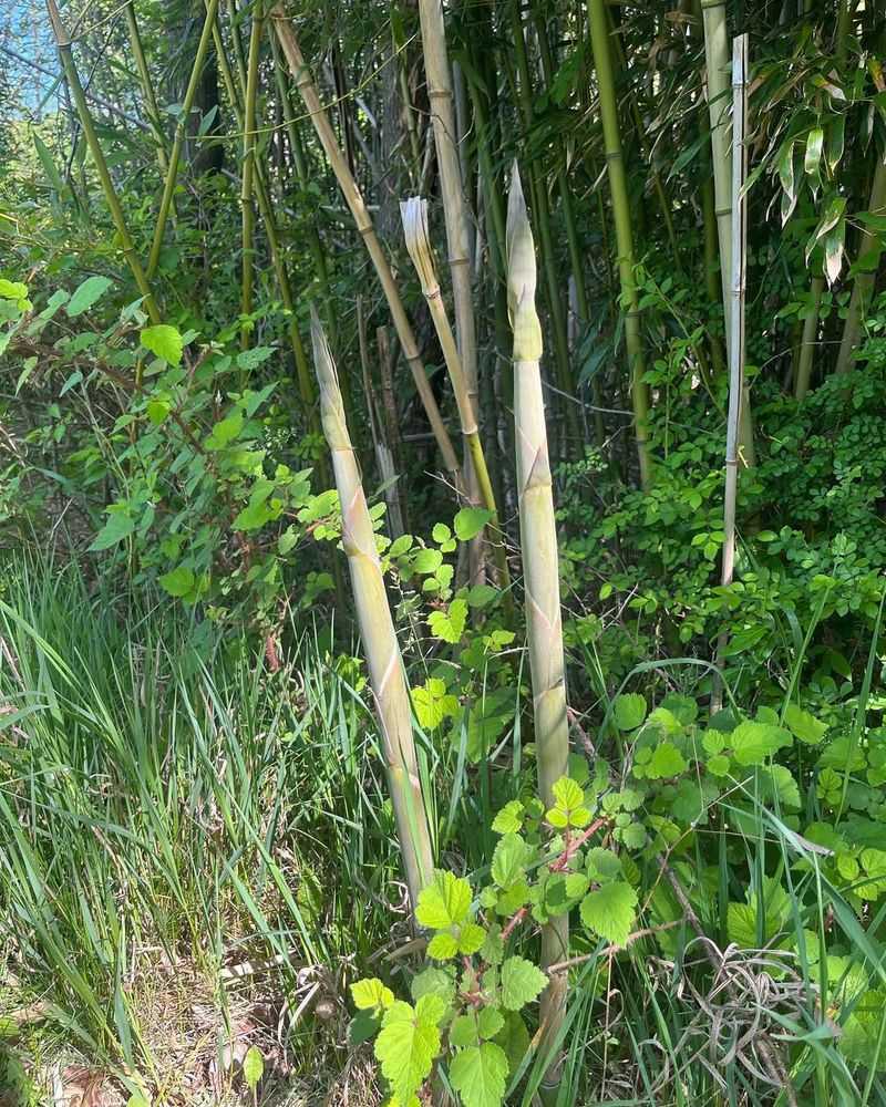 Running Bamboo (Invasive Phyllostachys Species)