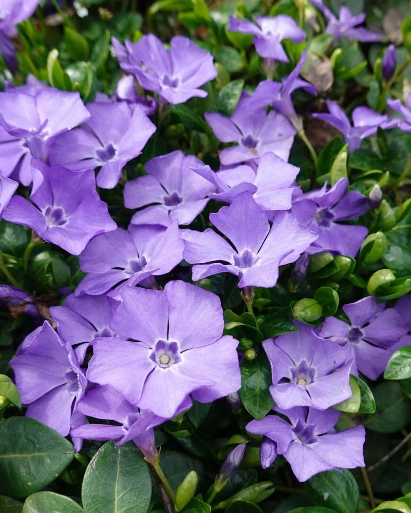 Periwinkle / Vinca (Vinca Major)