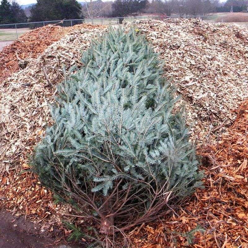 Mulch Protects Plant Roots From Freezing Temperatures
