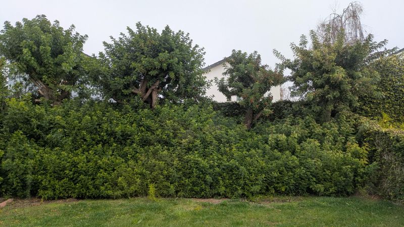 Brazilian Pepper Tree