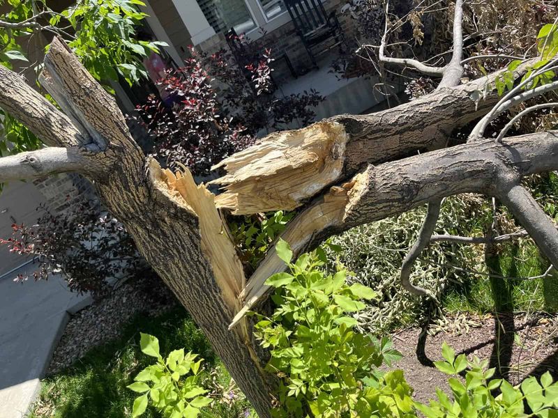 Trees With Advanced Disease Or Structural Damage