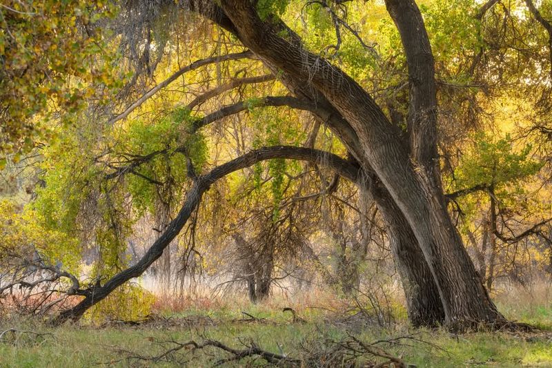 Cottonwood Trees Causing Excessive Debris