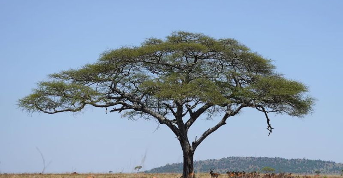 tree (featured image)