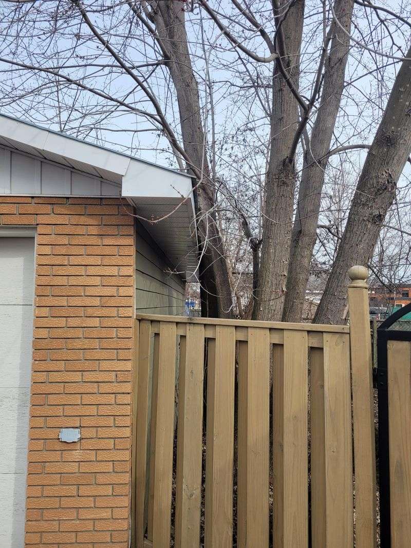 Trees Violating Setback Requirements Or Property Line Encroachment