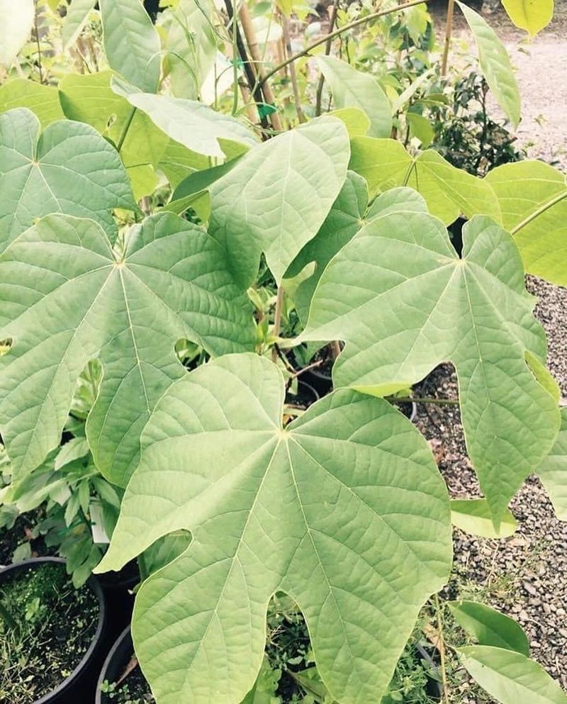 Chinese Parasol Tree