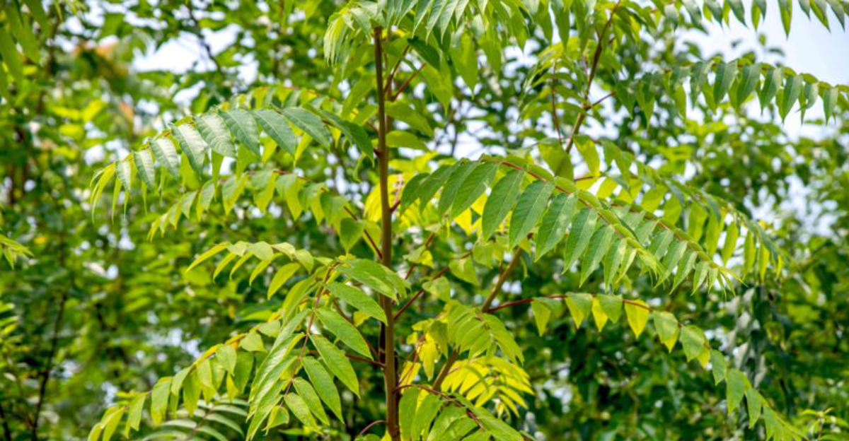 tree (featured image)