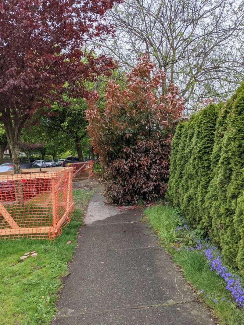 Trees Blocking Public Right-of-Way