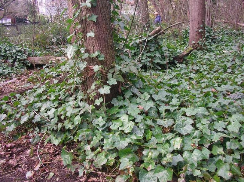 Invasive English Ivy Covered Trees
