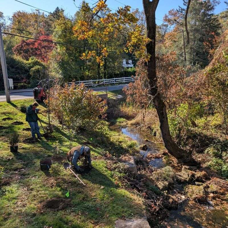 Riparian Or Creekside Trees