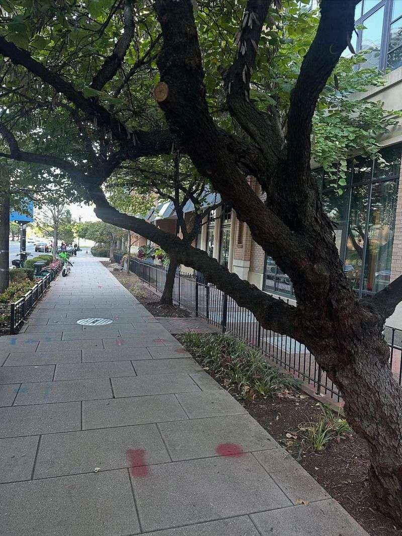 Trees Blocking Roads Or Sidewalks