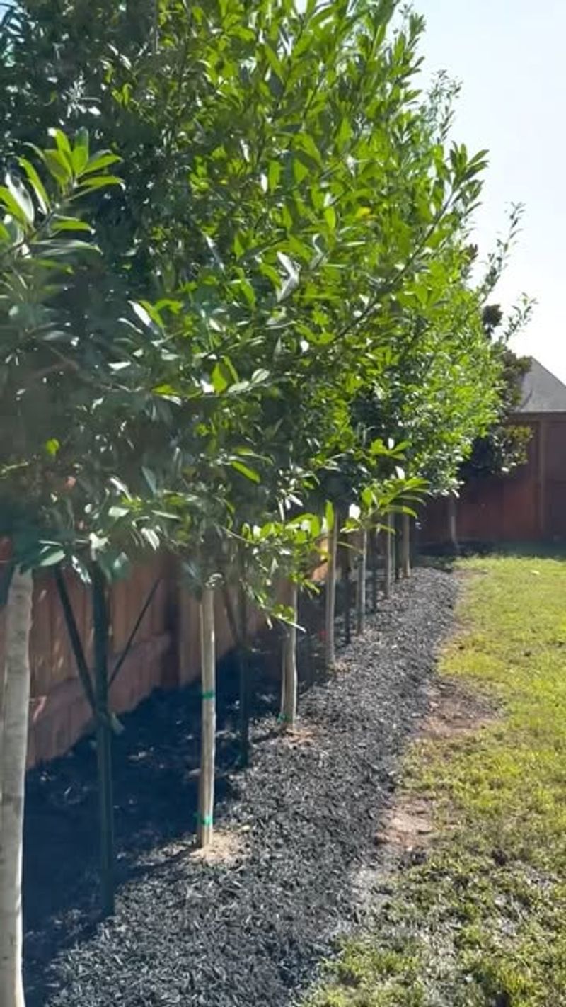 Trees Located In Required Setbacks Or Buffer Zones