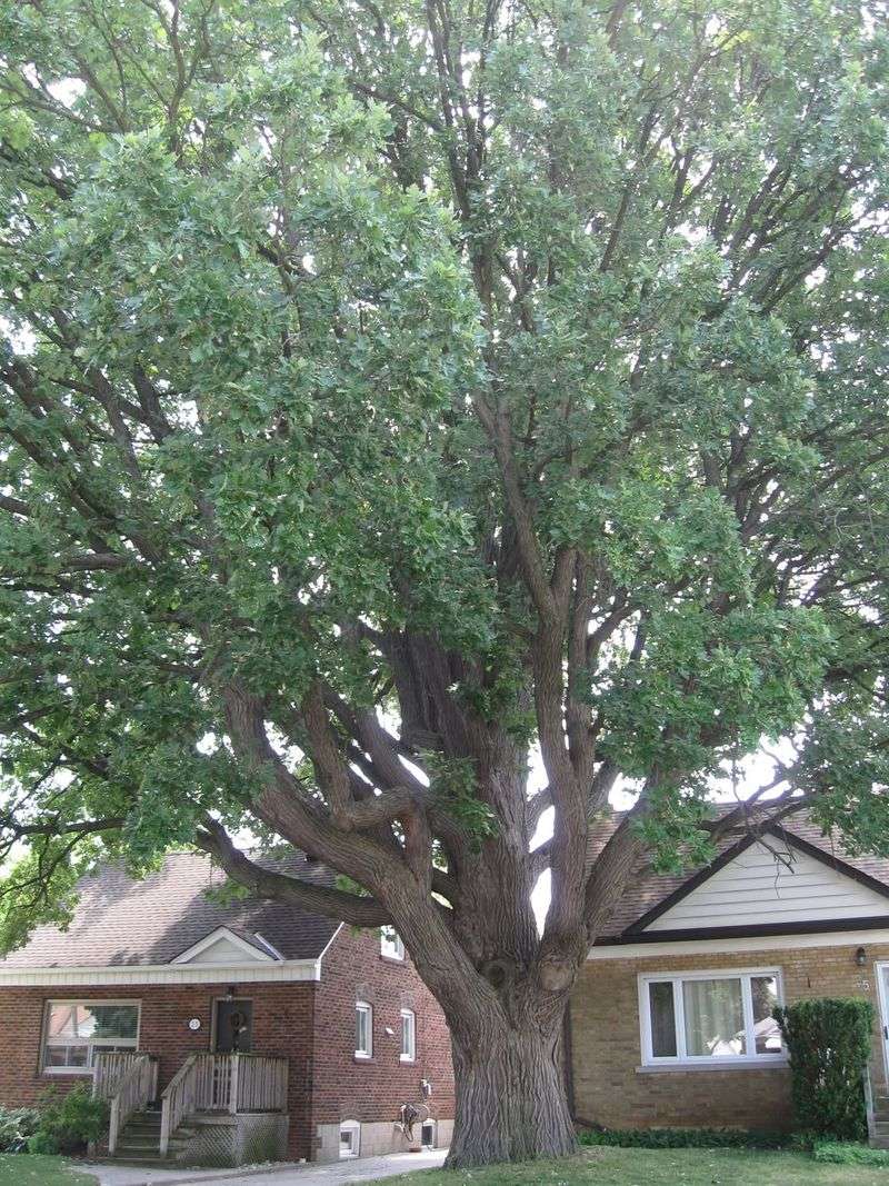 Street Trees (Even If They're In Front Of Your House)