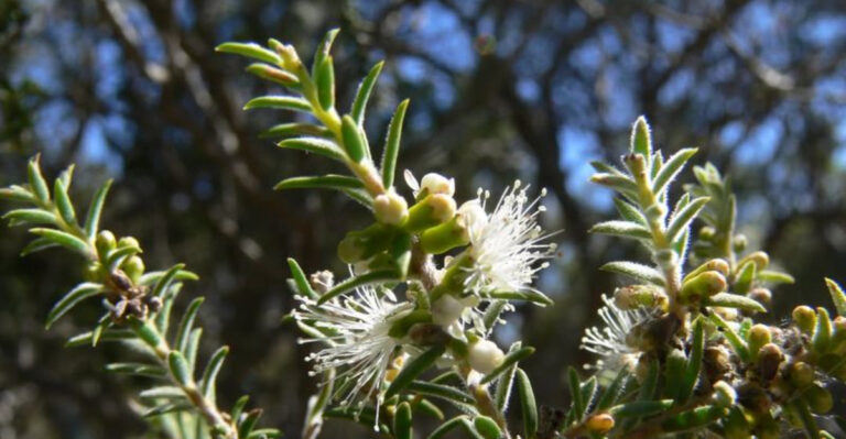 Melaleuca (Paperbark Tree)