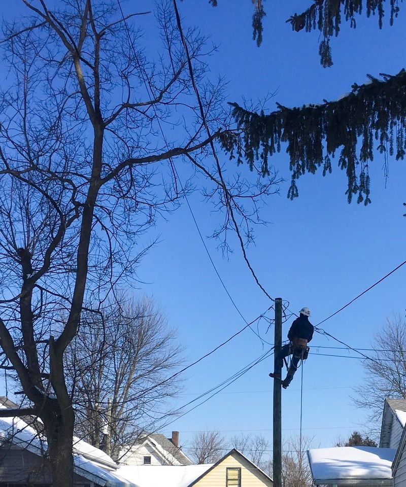 Trees Near Power Lines