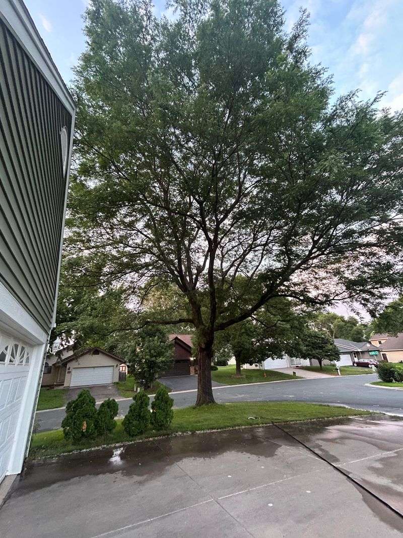 Trees In Rights Of Way Or Easements